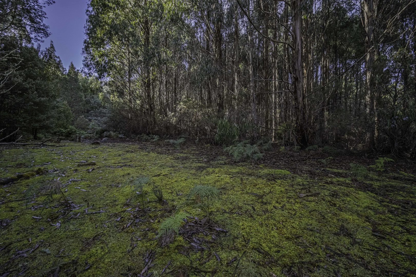 Additional image 10 of Judbury TAS 7109