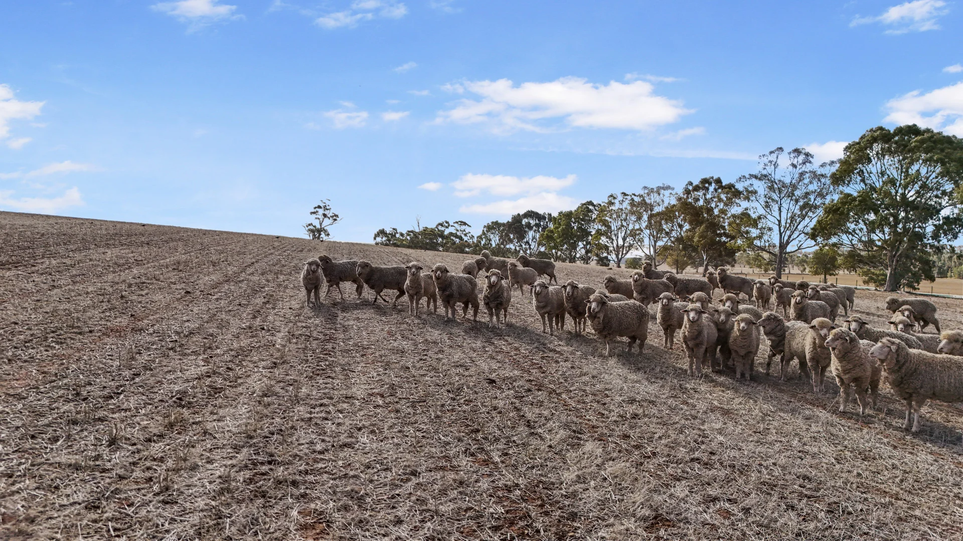 Additional image 12 of Lot 366 Horrocks Highway, Undalya SA 5451