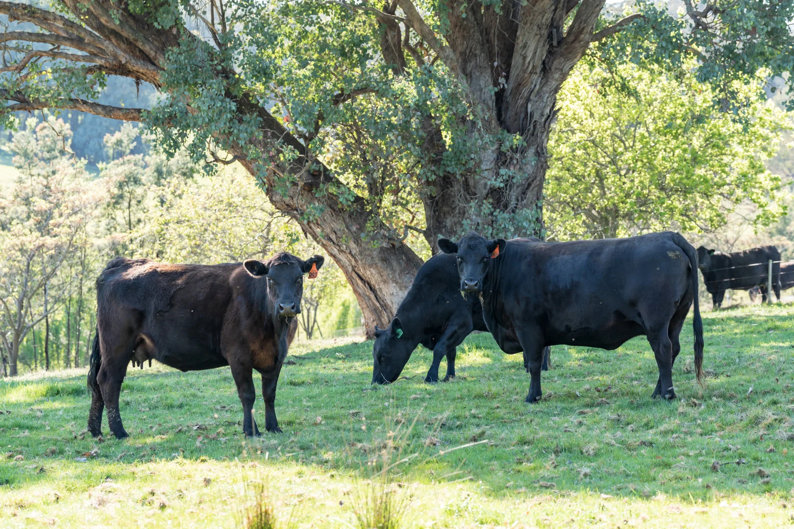 Additional image 8 of 1596 Four Mile Lane, Little Billabong NSW 2644