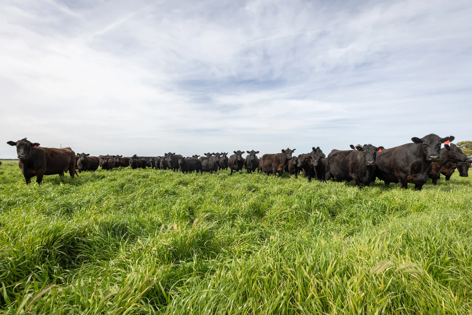 Additional image 29 of 18462 Princes Highway, Kingston Se SA 5275