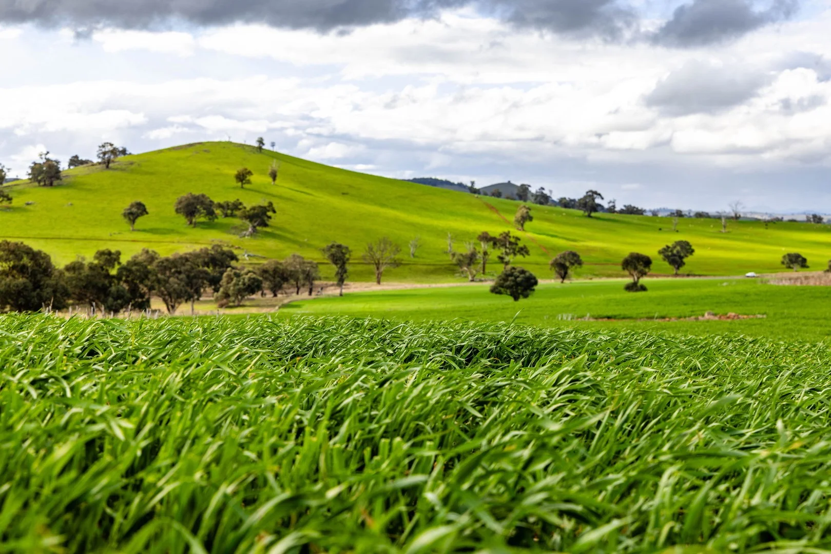 Additional image 3 of 'Darmody's', 969 Brial Rd, Boorowa NSW 2586