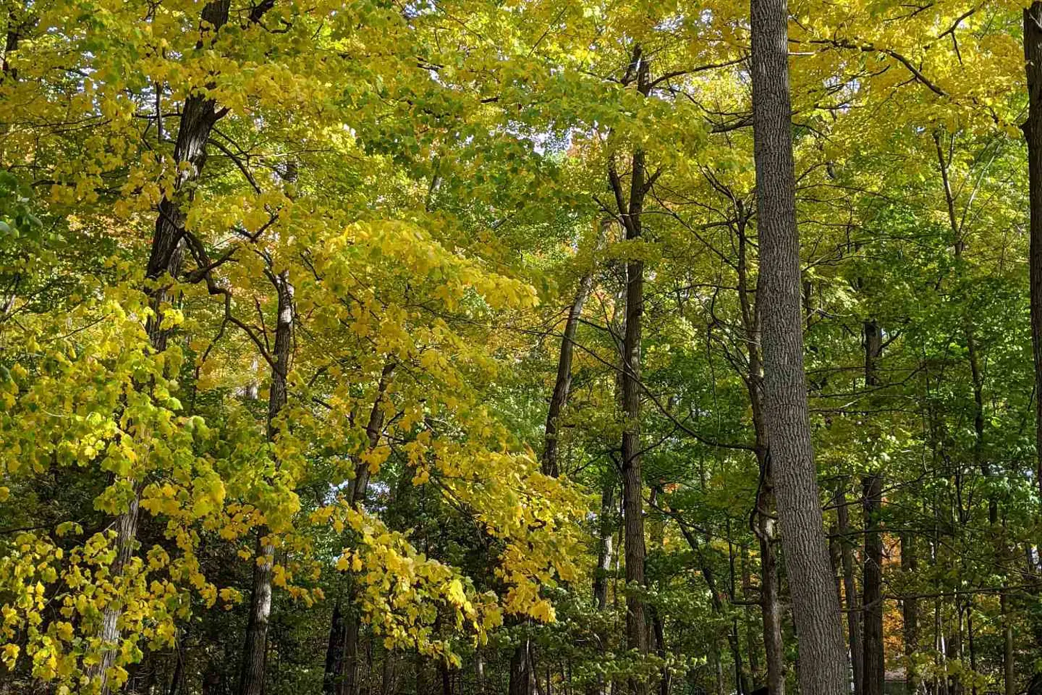 Additional image 12 of 11 Knox Road