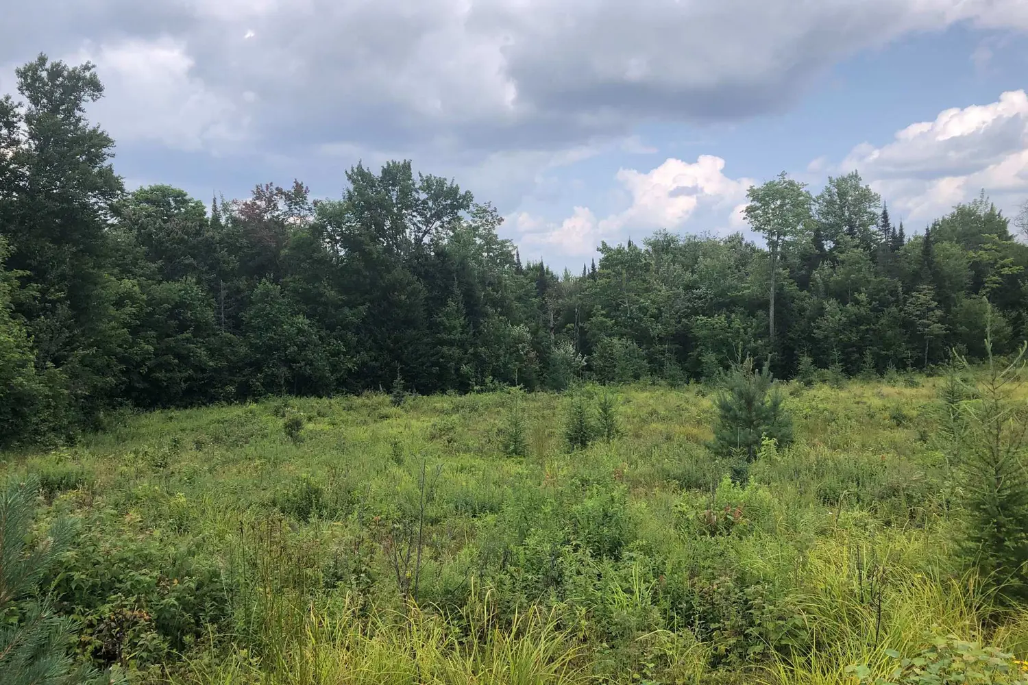 Additional image 2 of 522 Albert Street