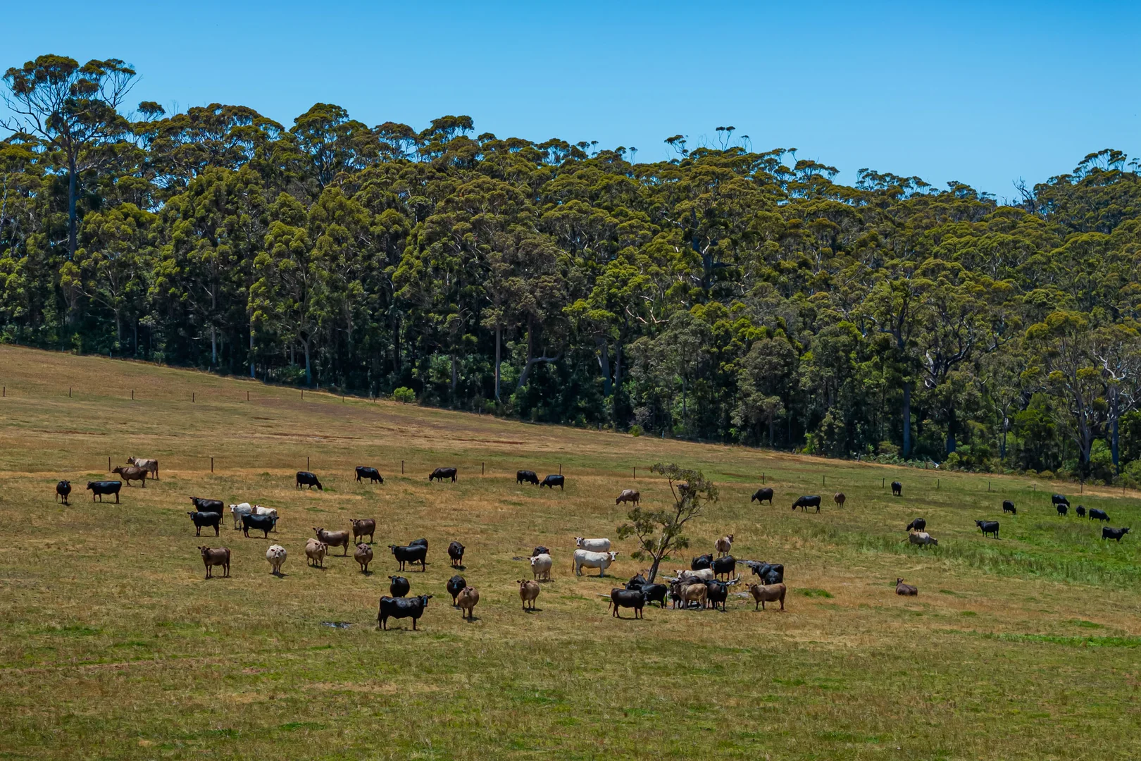 Additional image 19 of 203 Clarke Road, North Walpole WA 6398