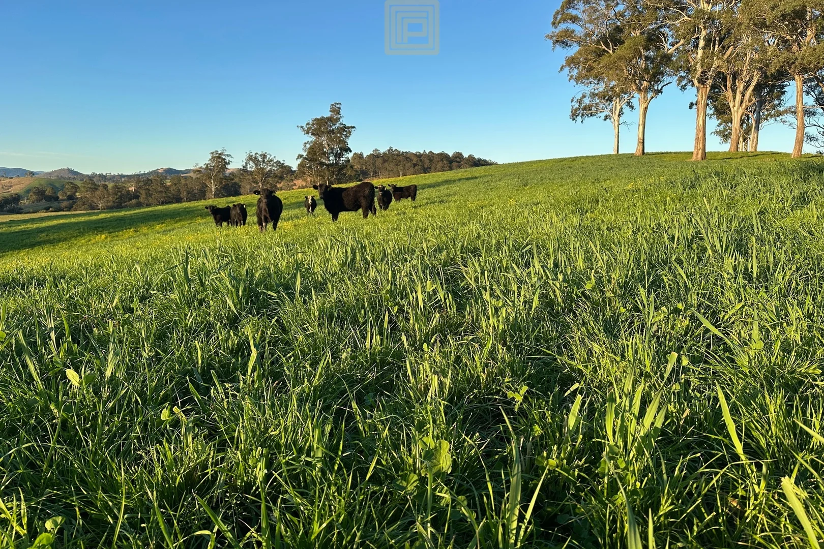 Additional image 7 of 455 The Bucketts Way, Gloucester NSW 2422