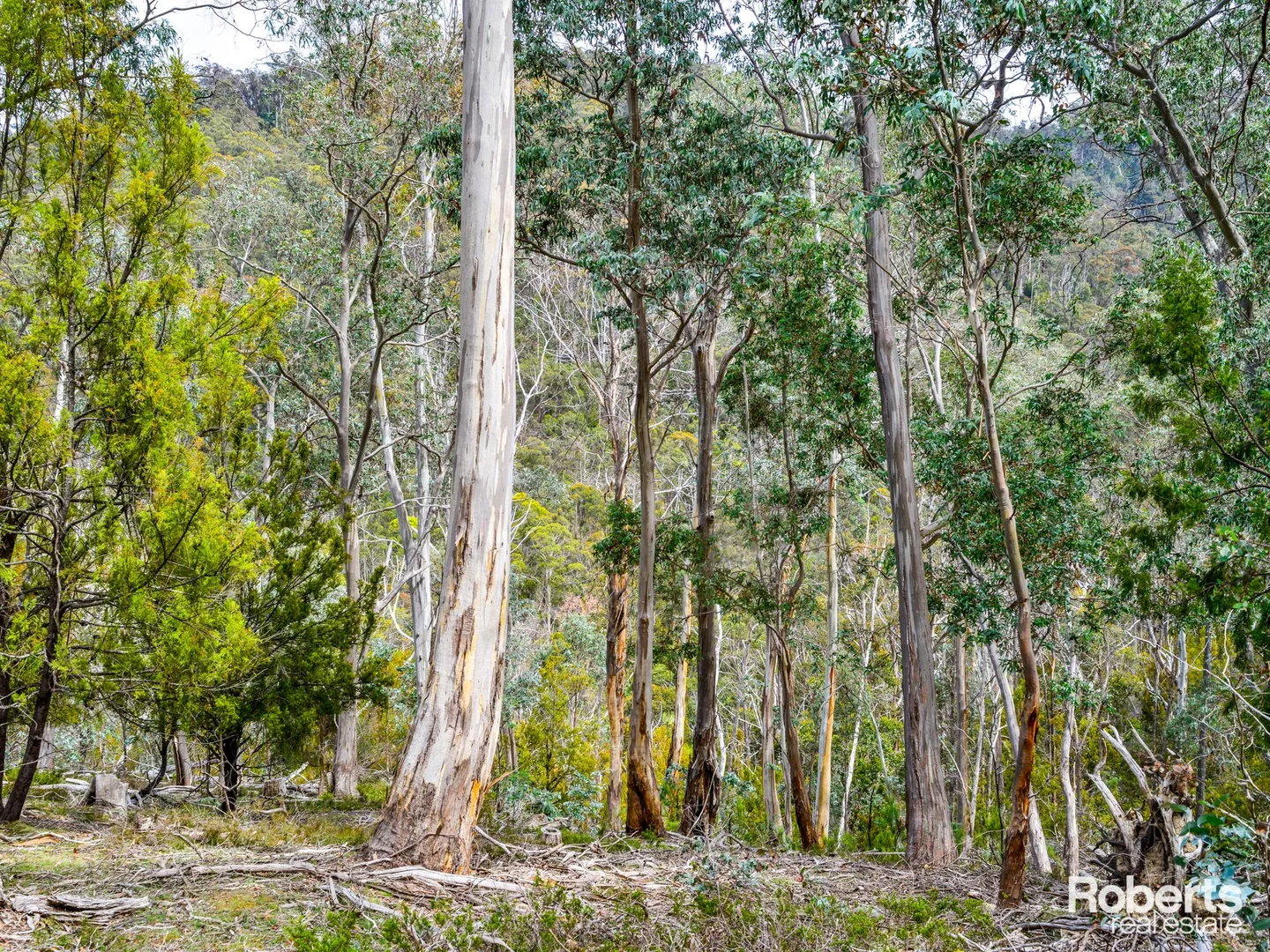 Additional image 3 of 869 Back River Road, Magra TAS 7140