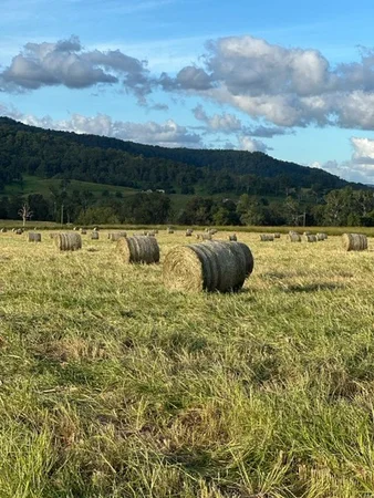 Additional image 18 of 119 Duck Creek Road, Old Bonalbo NSW 2469