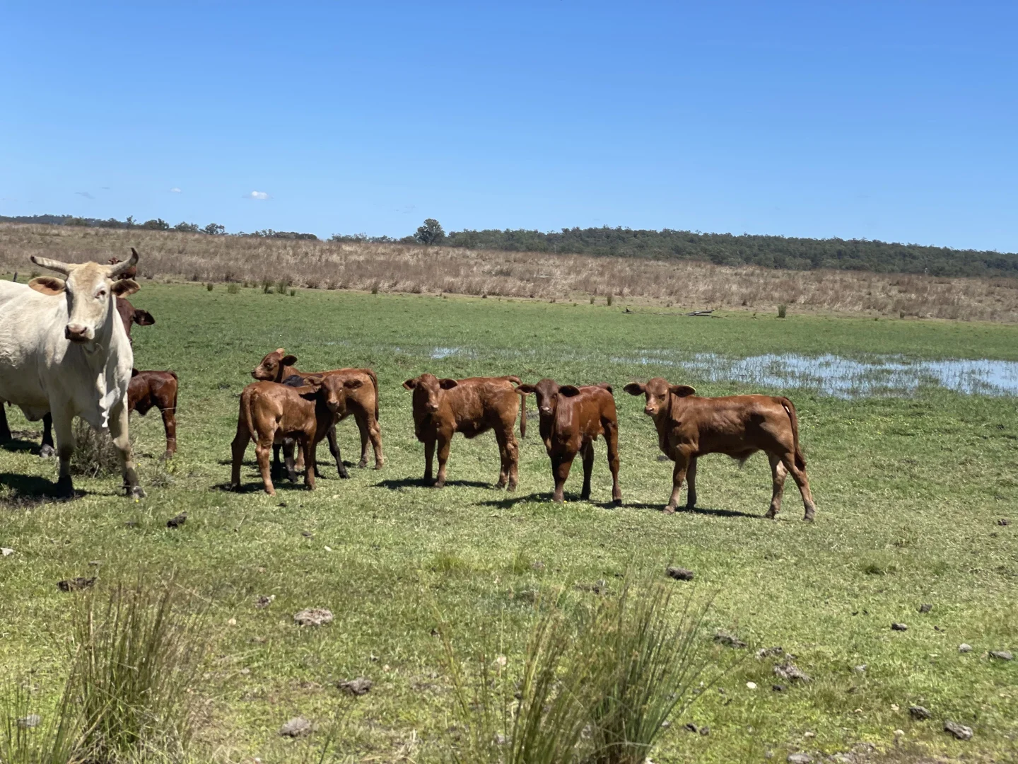 Additional image 19 of 8 Screening Plant Road, Cynthia QLD 4627