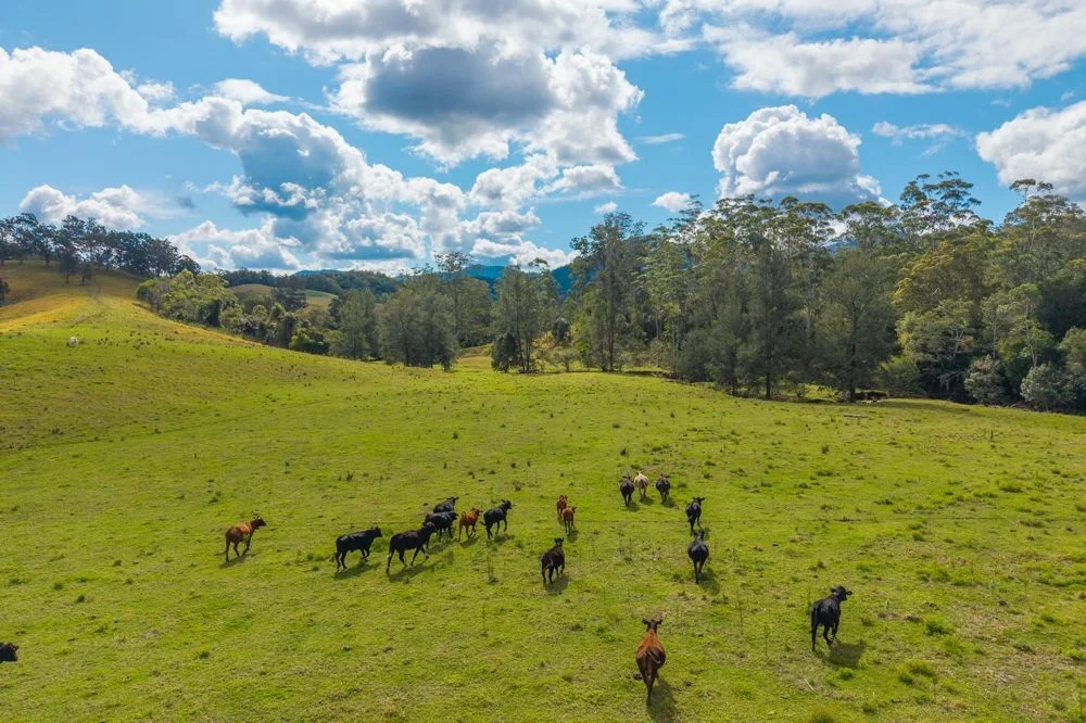 Additional image 5 of 3643 Taylors Arm Road, Burrapine NSW 2447