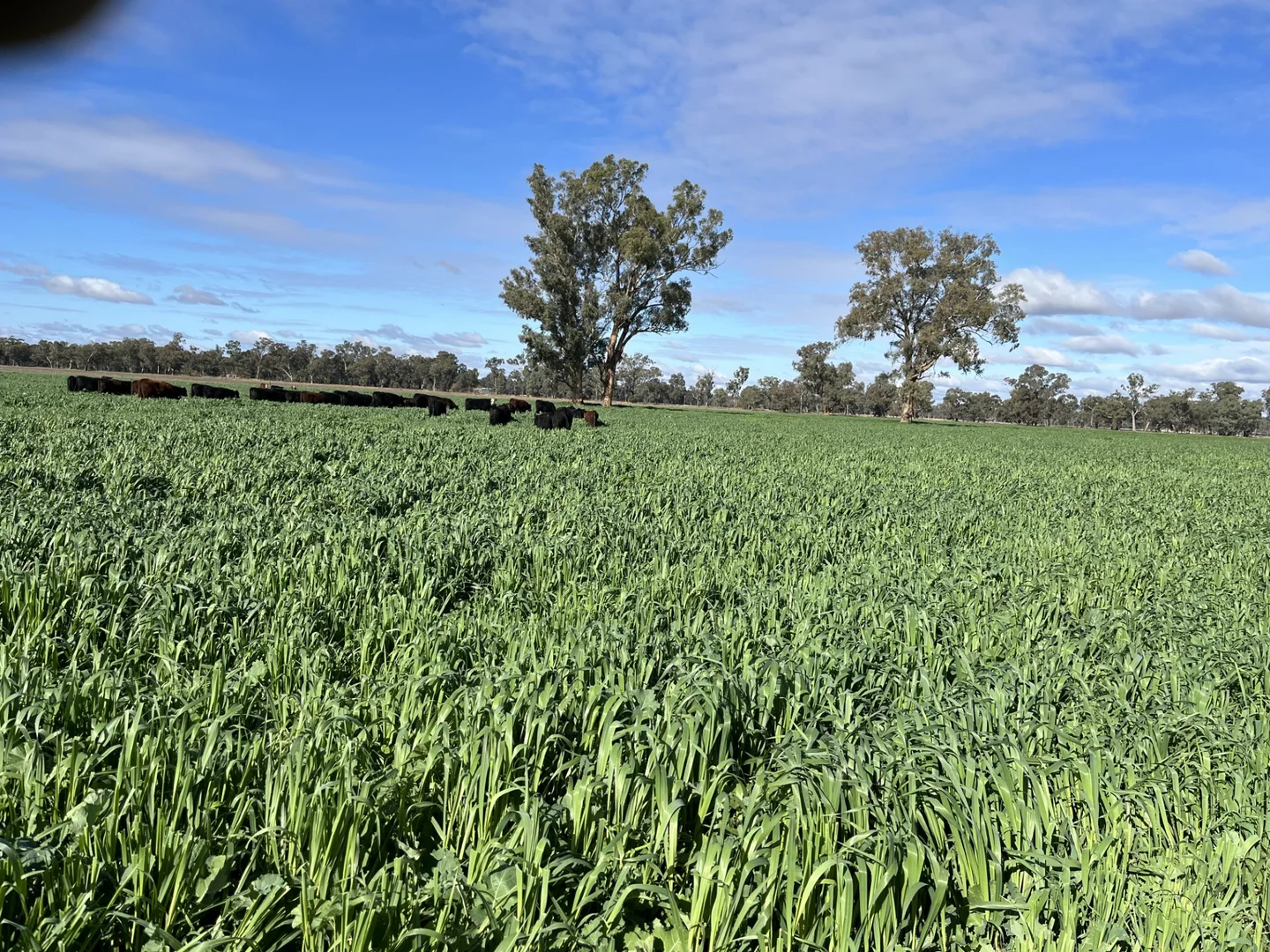 Additional image 3 of 10690 The Escort Way, Forbes NSW 2871