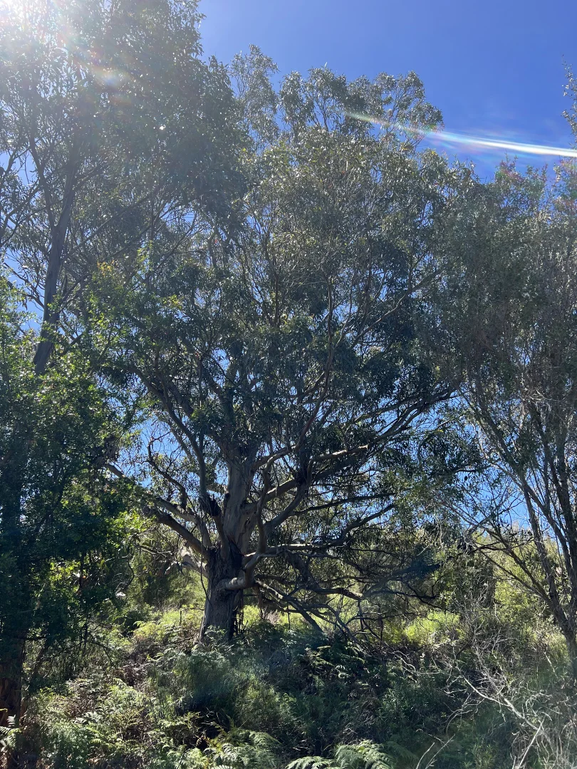 Additional image 7 of PID 6423792 Fairhaven Road, Memana TAS 7255