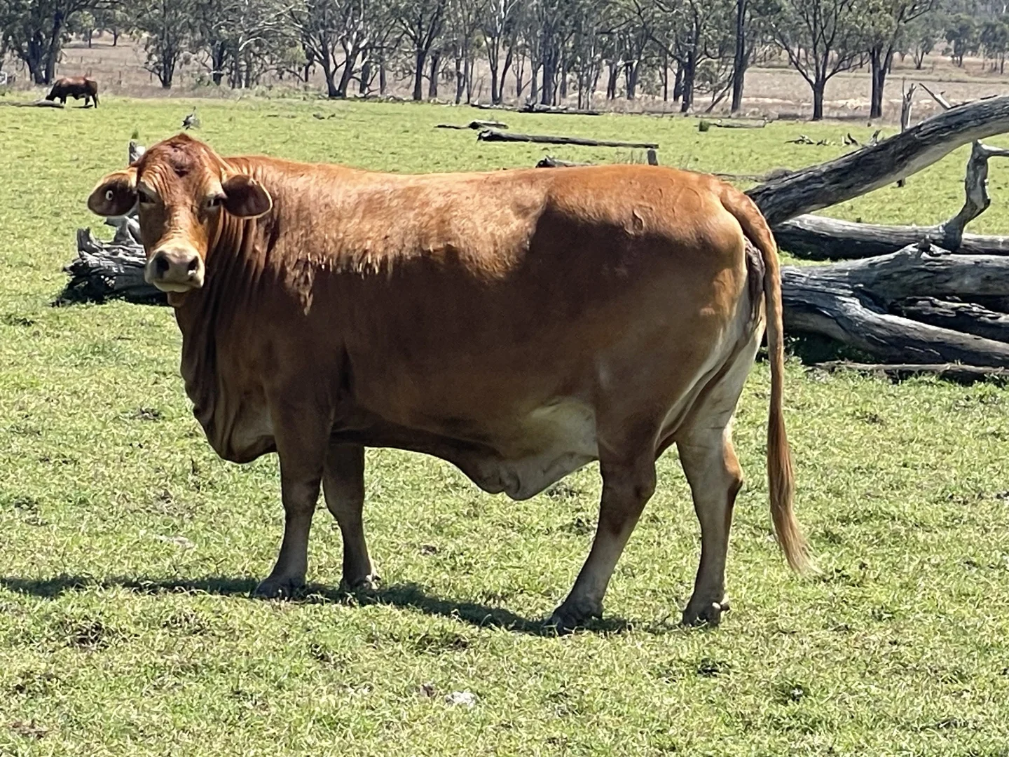 Additional image 20 of 8 Screening Plant Road, Cynthia QLD 4627