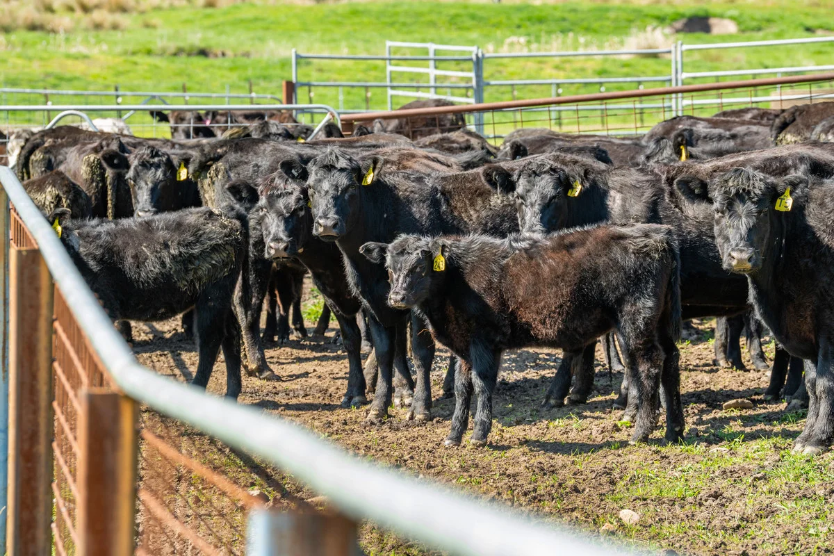 Additional image 21 of 12 Evans Road, Cudgewa VIC 3705