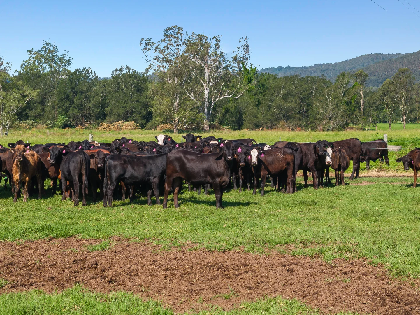 Additional image 10 of 119 Duck Creek Road, Old Bonalbo NSW 2469