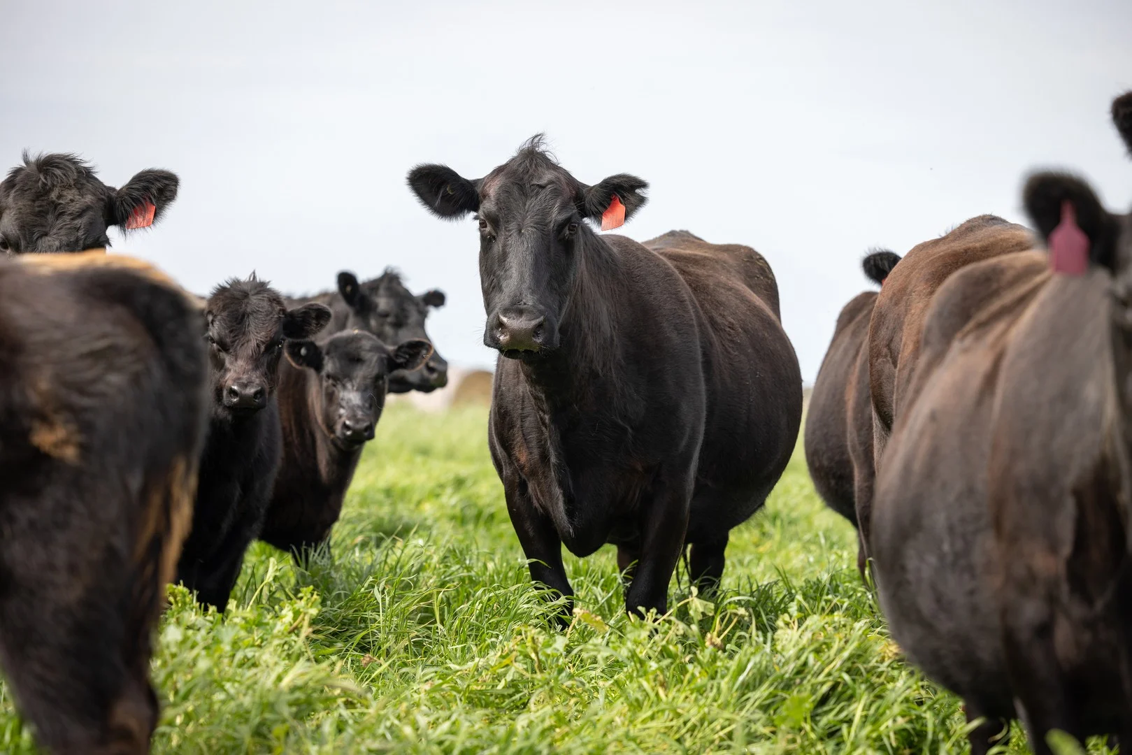 18462 Princes Highway, Kingston Se SA 5275