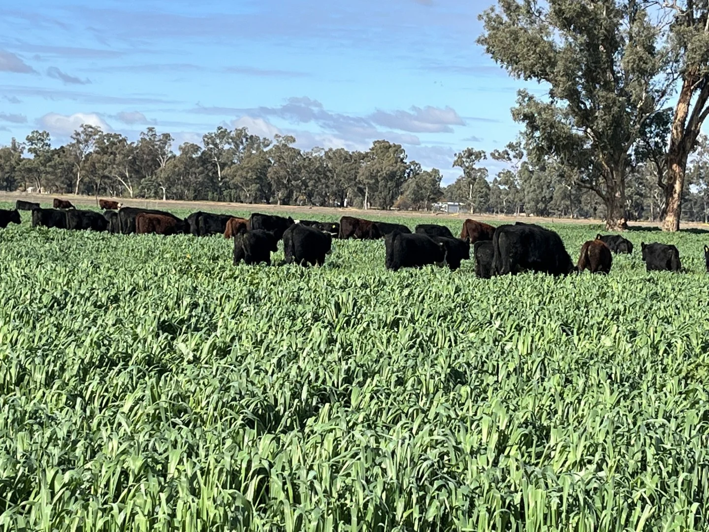 10690 The Escort Way, Forbes NSW 2871