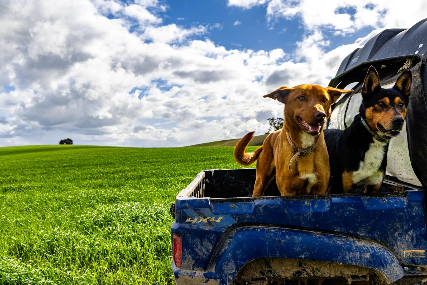 Additional image 2 of 'Darmody's', 969 Brial Rd, Boorowa NSW 2586