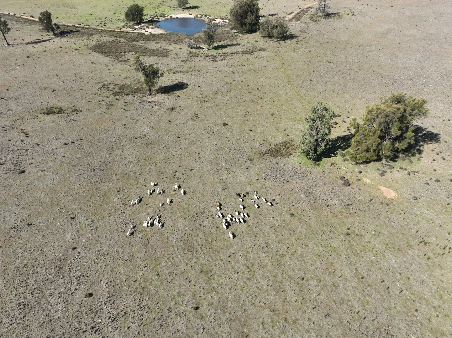 Additional image 10 of 'West Tarrawonga' 56 Donnelly Road, Eumungerie NSW 2822