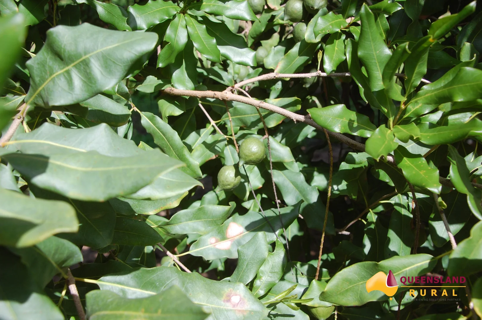 Additional image 6 of Dimbulah QLD 4872