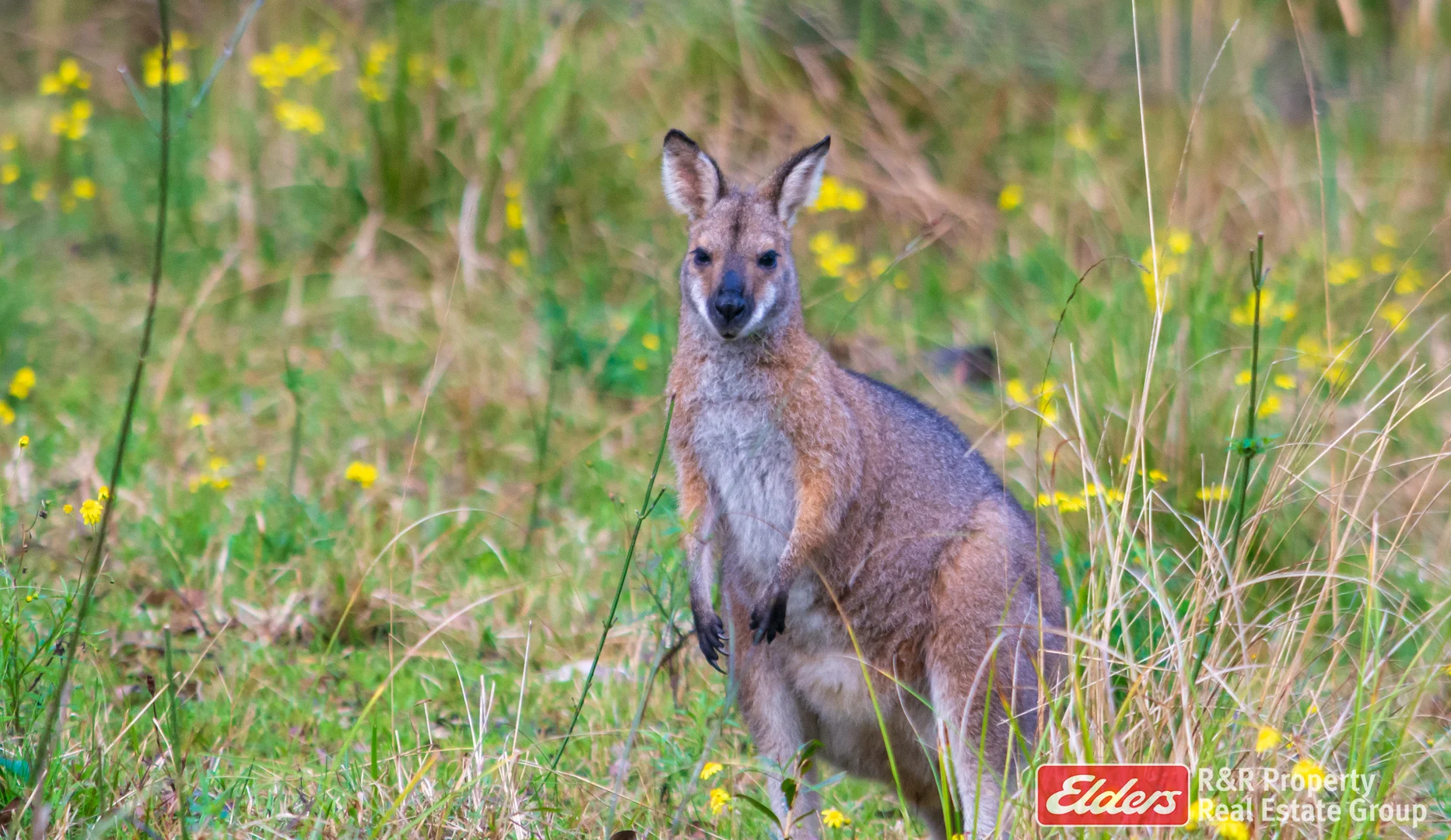 Additional image 33 of 4 Bede Street, Stroud NSW 2425