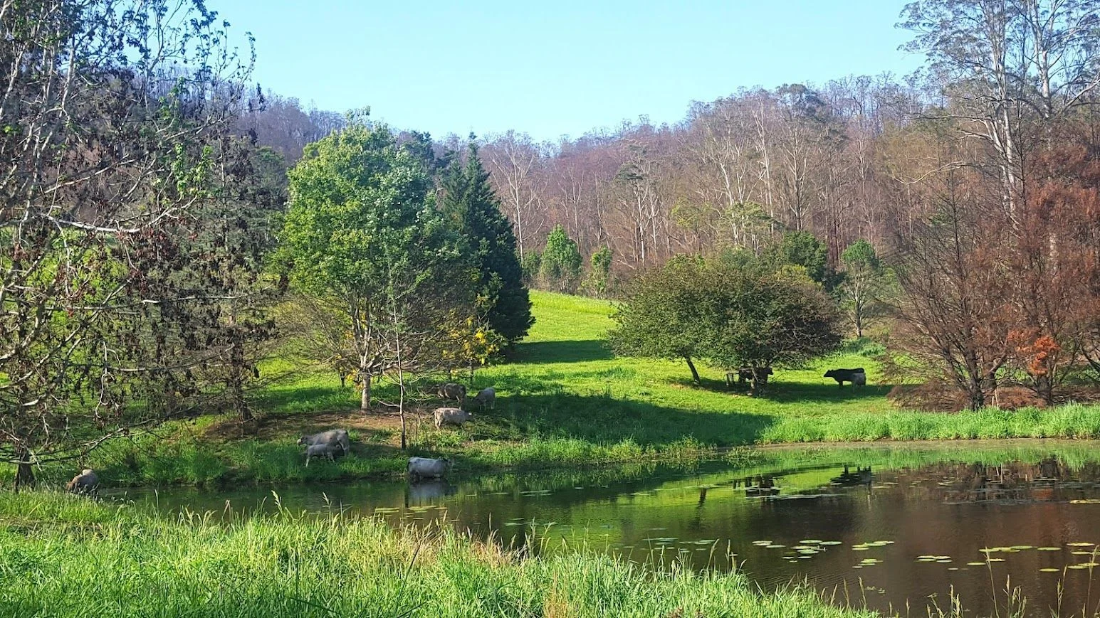 Additional image 6 of Bellangry NSW 2446