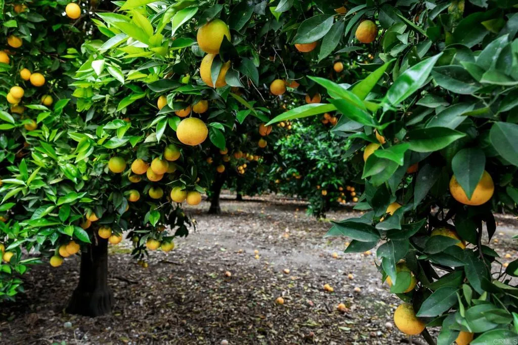 Additional image 42 of 550 Meadowood Street, Fallbrook, CA 92028