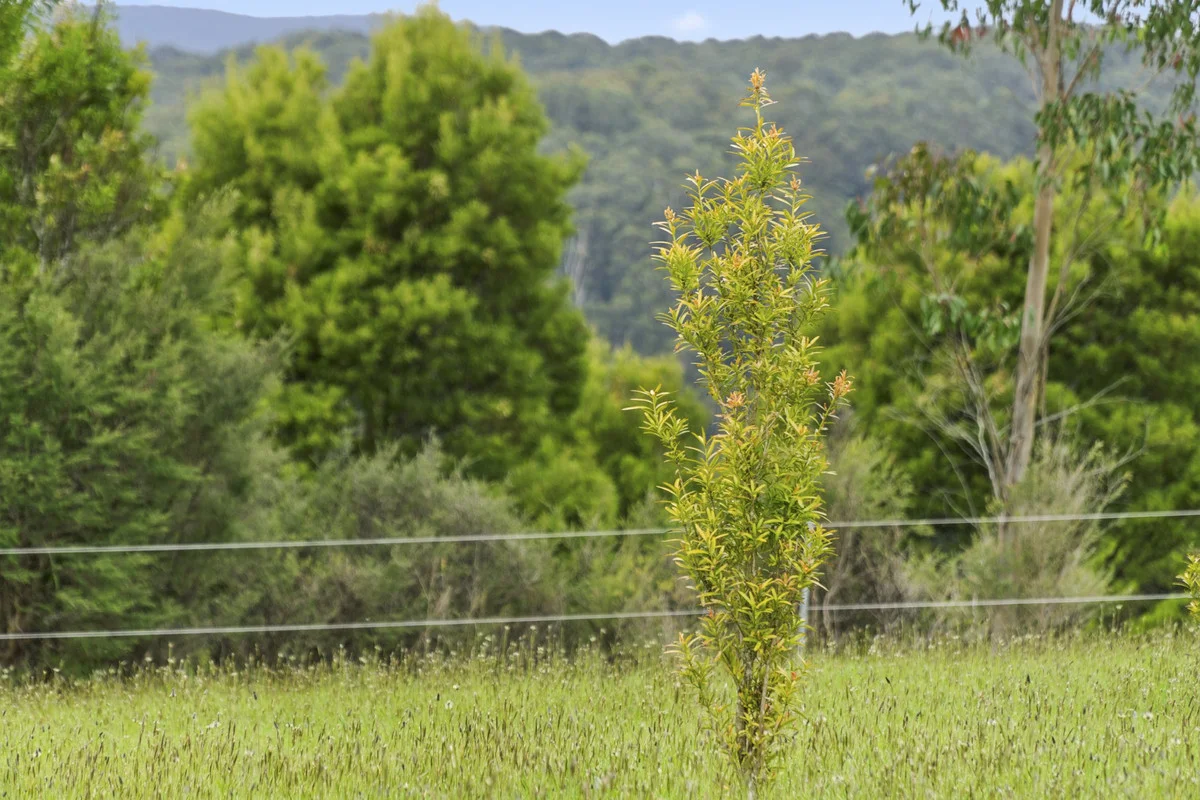 Additional image 13 of 640 Forrest-Apollo Bay Road, Barramunga VIC 3249