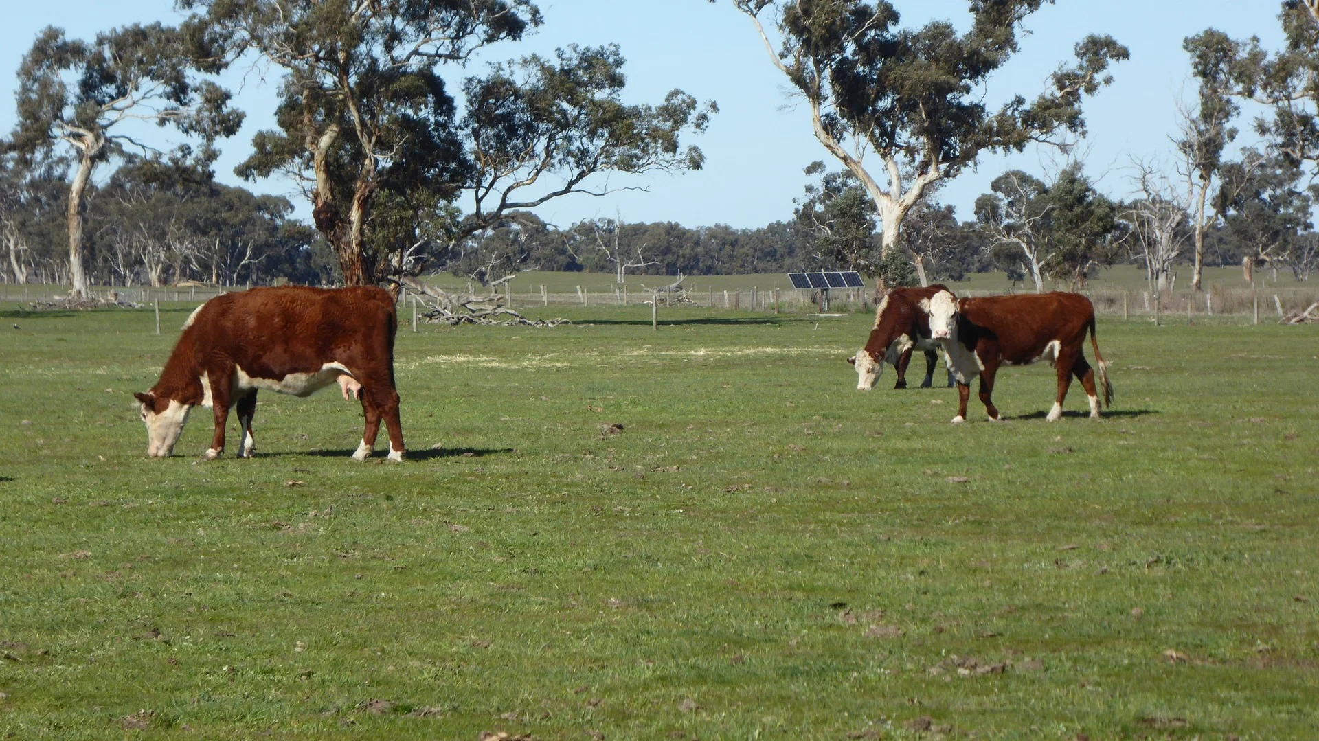 2147 Bangham Road, Frances SA 5262