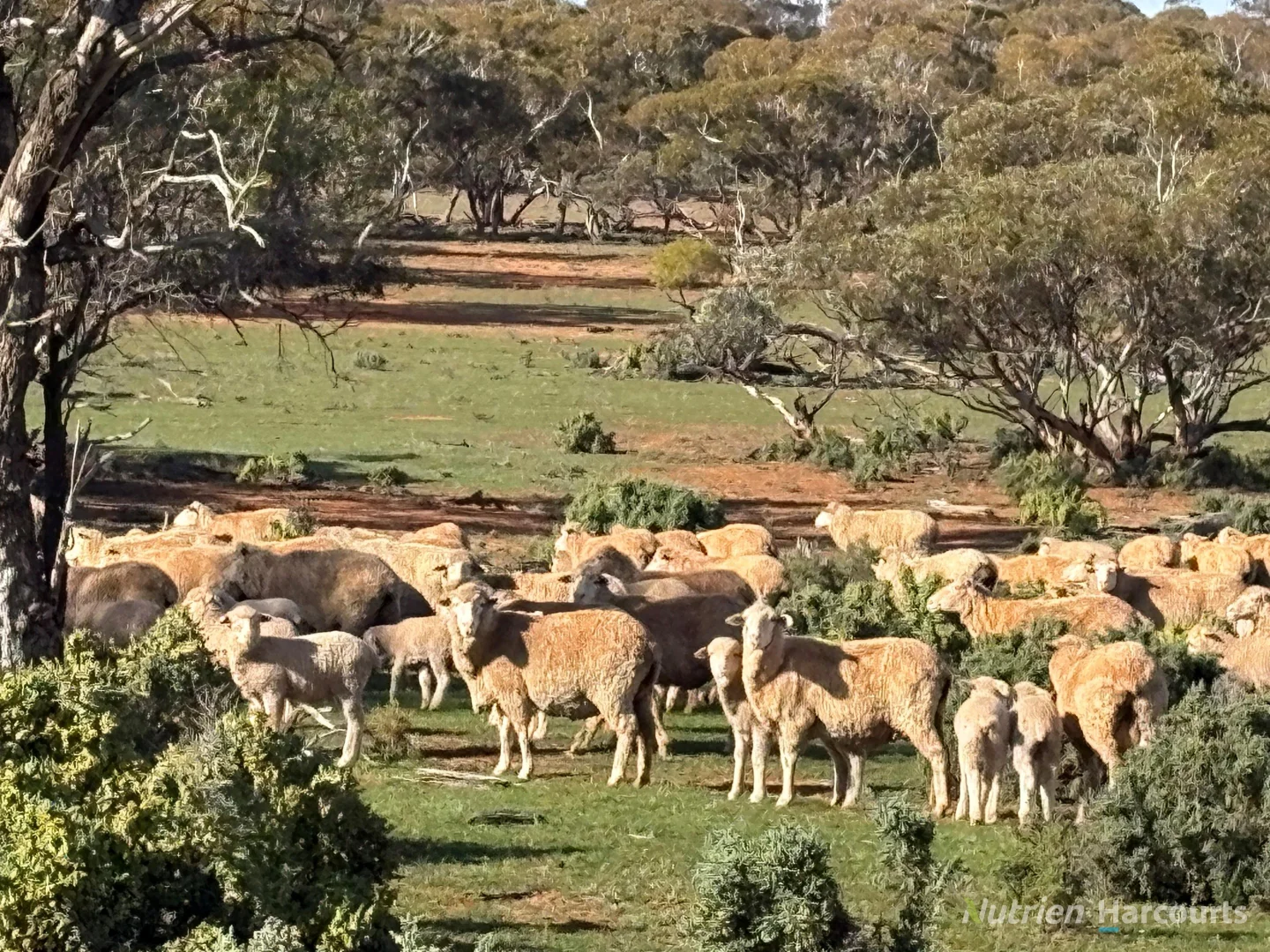 Additional image 36 of * Magenta Aggregation, Balranald NSW 2715