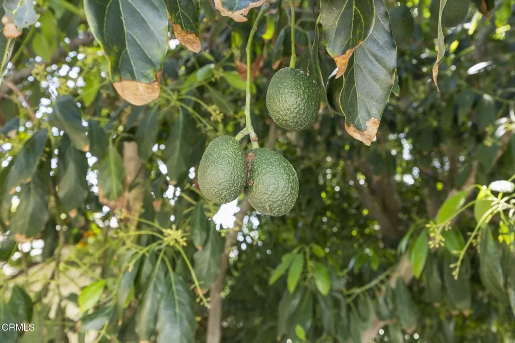 Additional image 113 of 258 Mara Avenue, Ventura, CA 93004