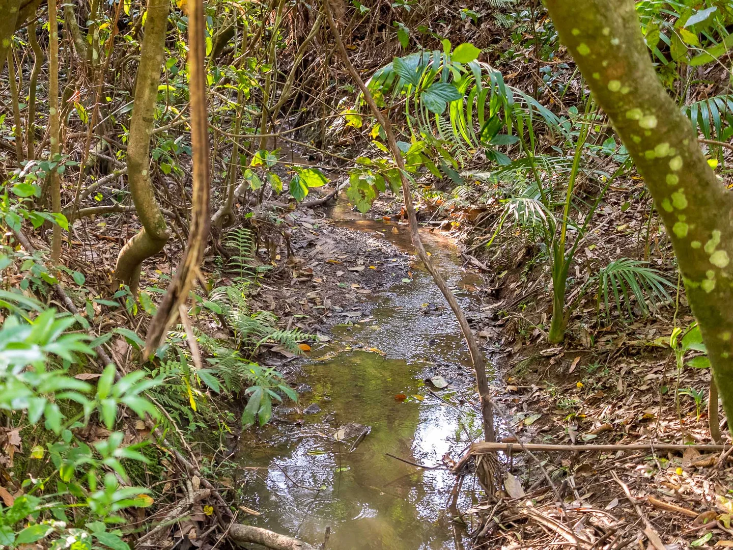 Additional image 28 of 9 Noble Road, Blue Knob NSW 2480