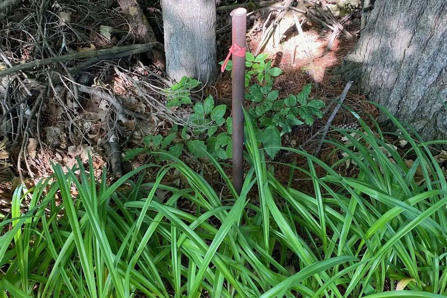 Additional image 4 of 0 11Th Line