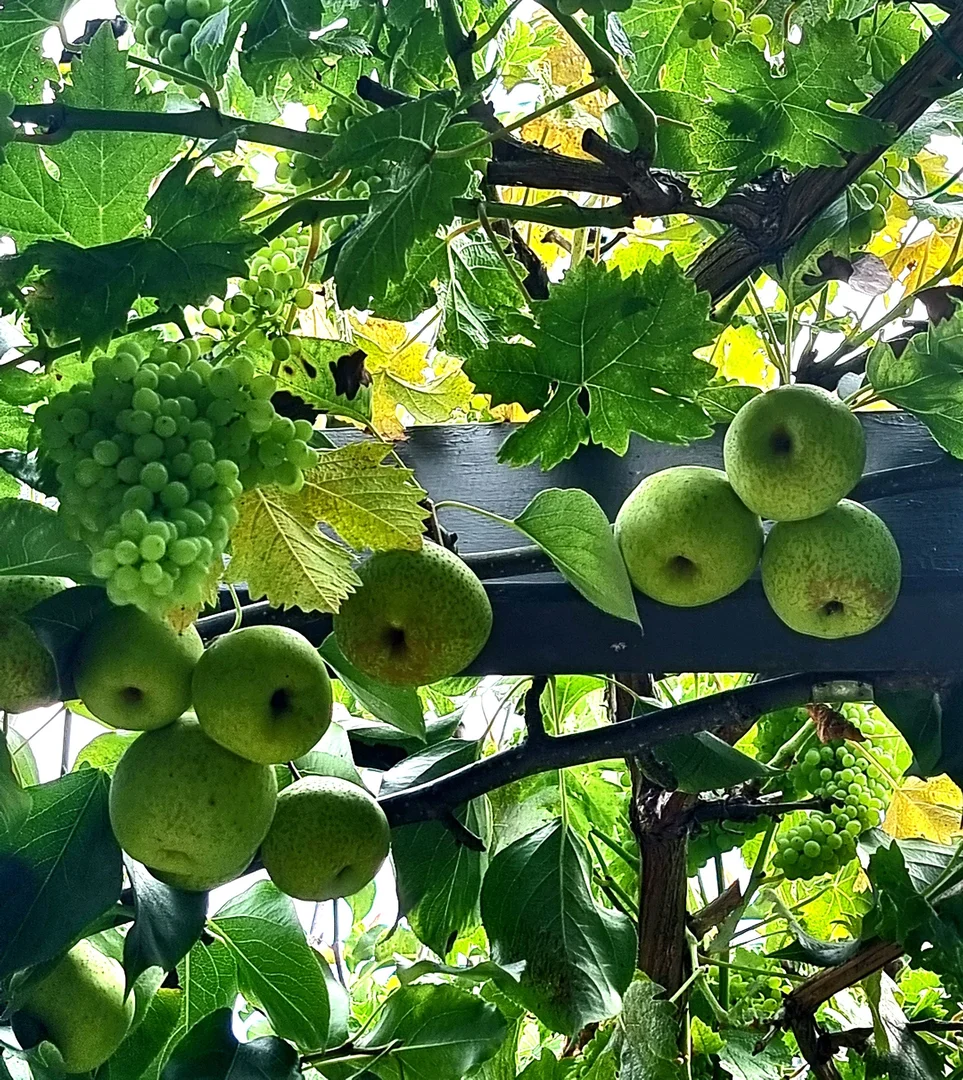 Additional image 25 of 220 Birregurra-Deans Marsh Road, Birregurra VIC 3242