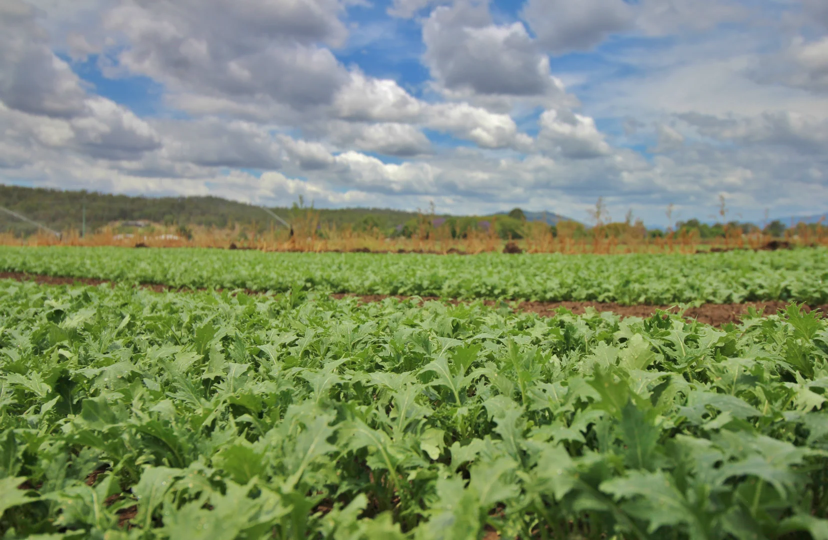 Additional image 20 of Mulgowie QLD 4341