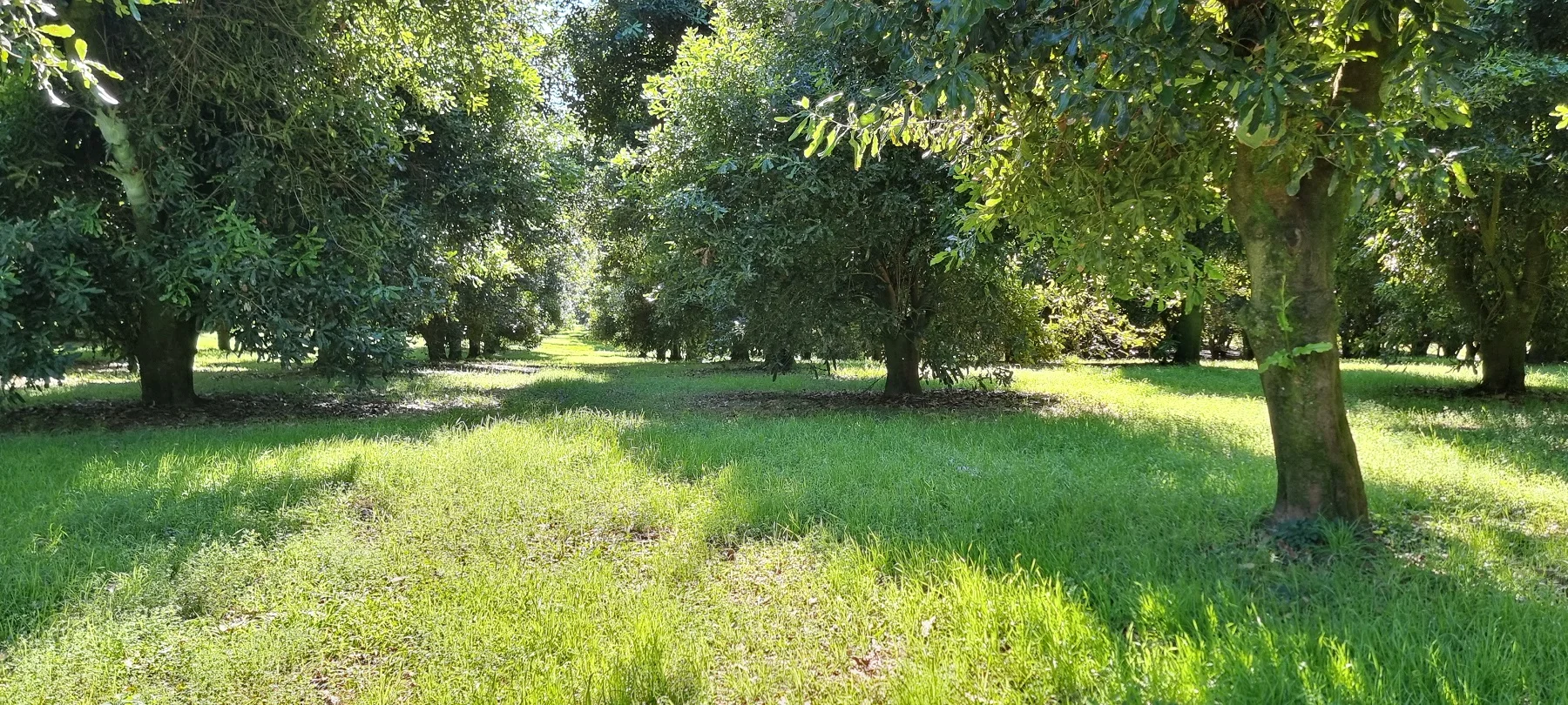 Additional image 3 of 161 Fletcher Road, Dunoon NSW 2480