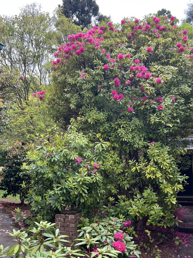 Additional image 12 of 805 Mount Macedon Road, Mount Macedon VIC 3441