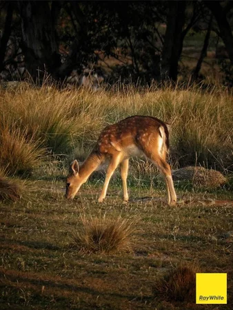 Additional image 24 of 270 Pine Bank Drive, Lower Boro NSW 2580
