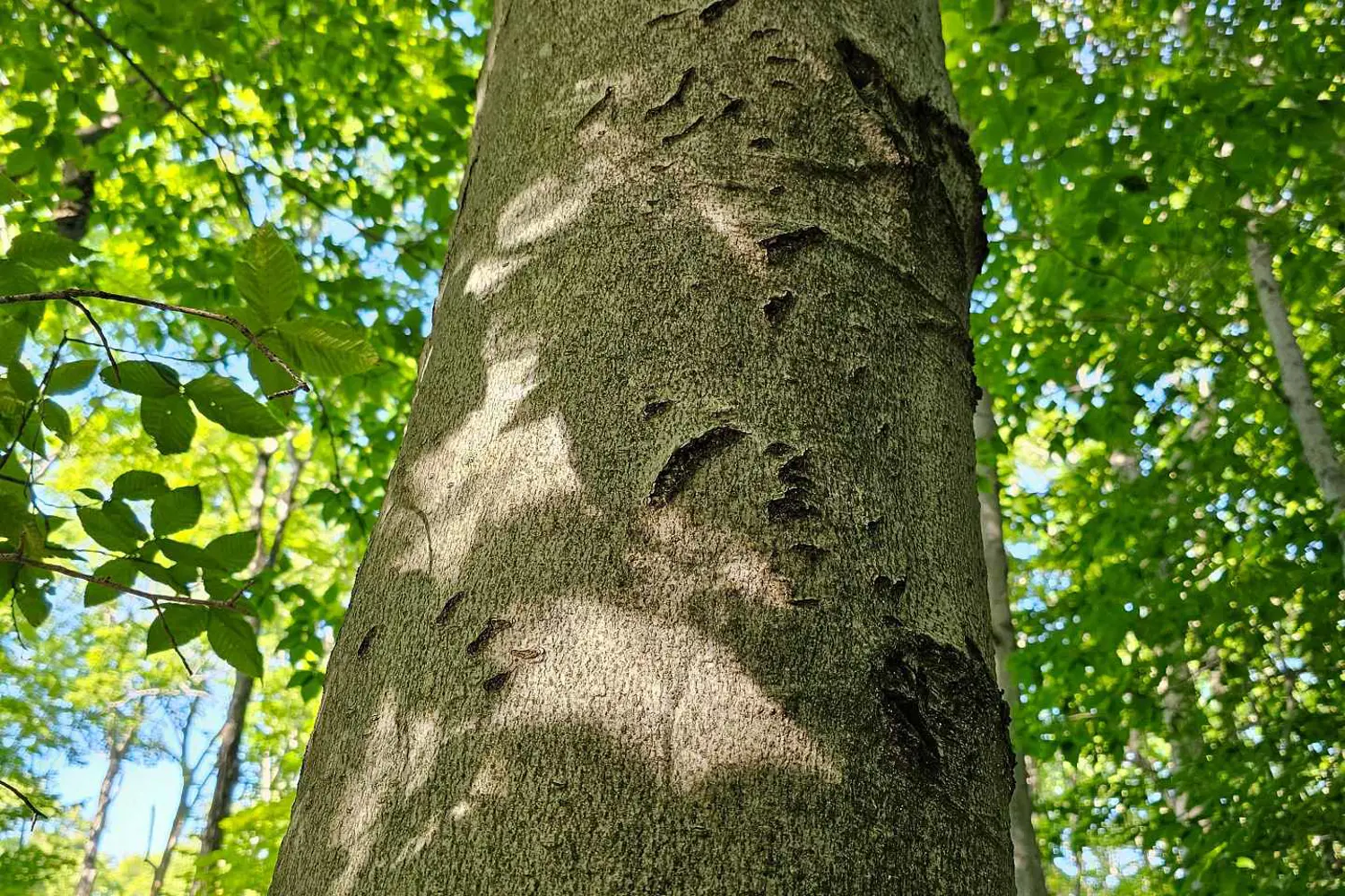 Additional image 8 of 725 Purple Valley Road