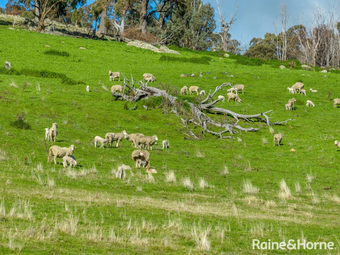 Additional image 3 of 2306 Bigga Road, Bigga NSW 2583