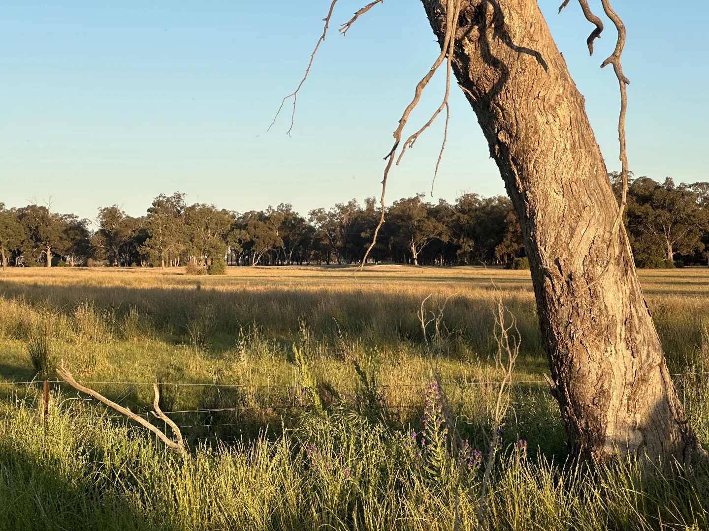 Additional image 8 of Lot 133 Troths Lane, Quandialla NSW 2721