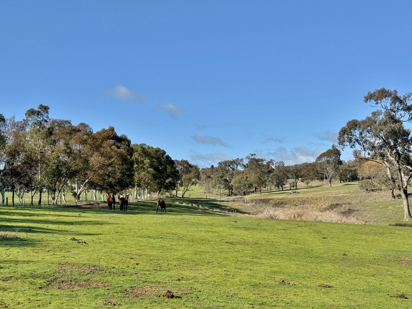 77 Newton Road, Young NSW 2594