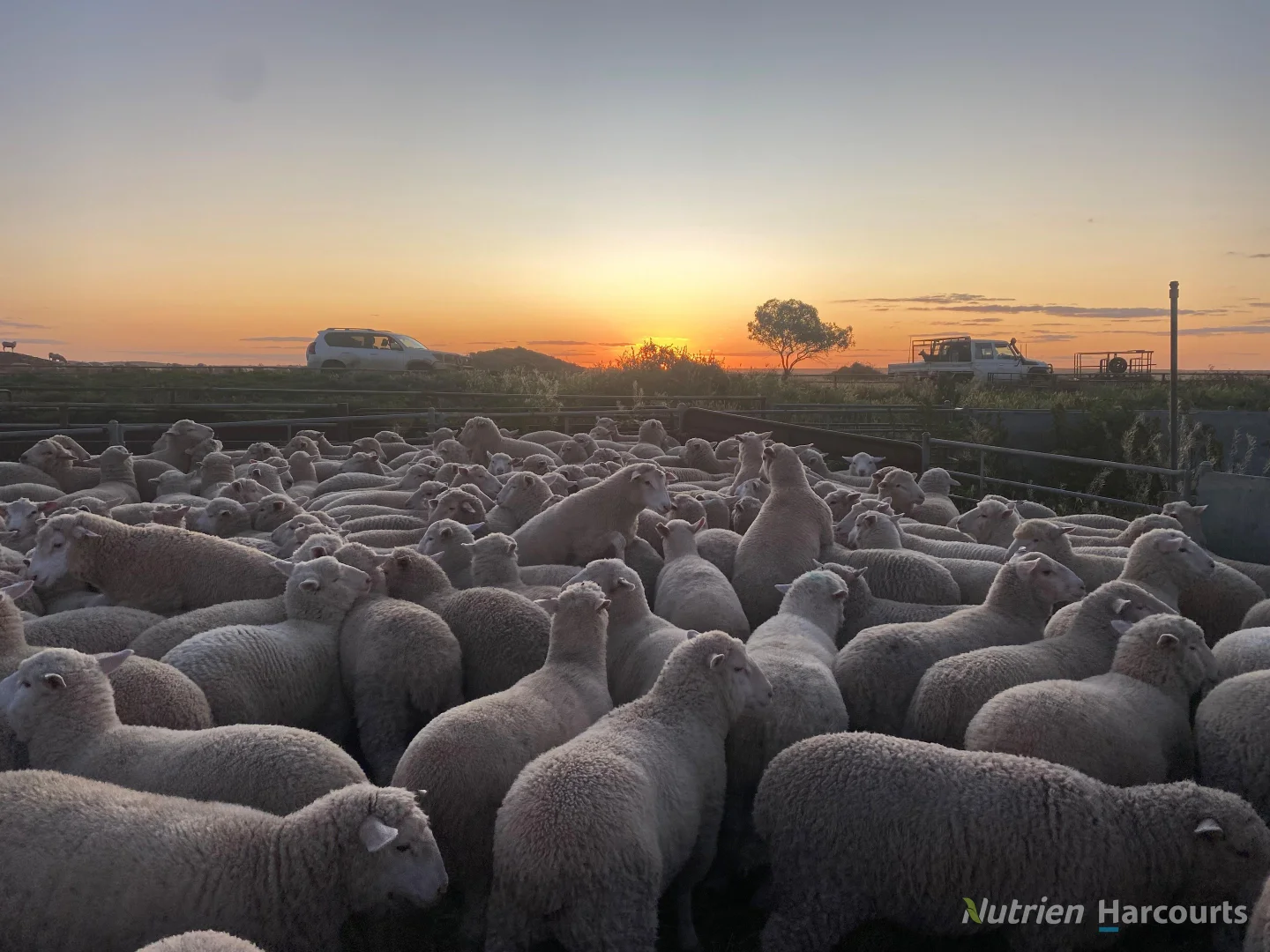 Additional image 37 of * Magenta Aggregation, Balranald NSW 2715