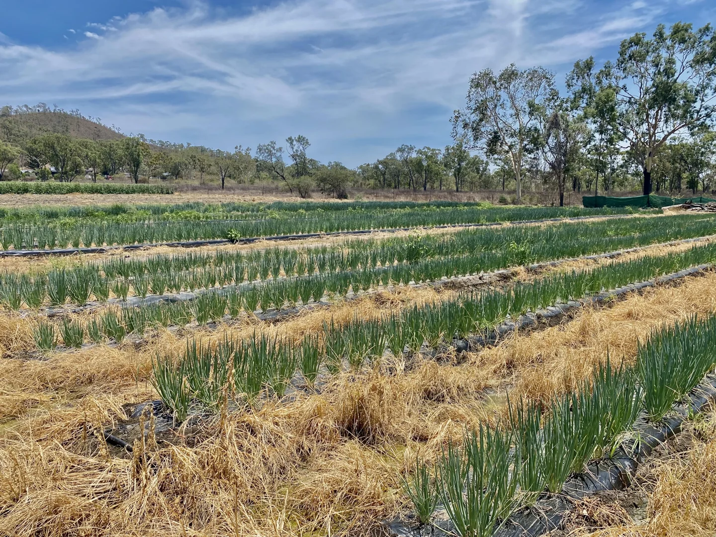 Additional image 15 of 1 Greta Road, Oak Valley QLD 4811