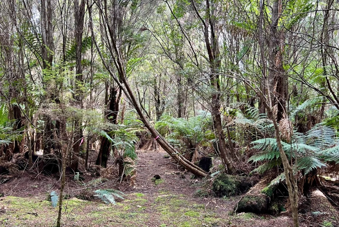 Additional image 22 of 29731 Tasman Highway, Weldborough TAS 7264