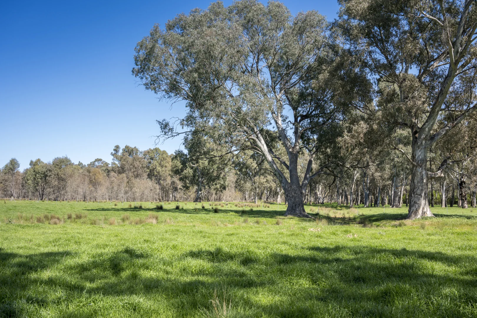 Additional image 12 of CA32 Baddaginnie-Benalla Road, Benalla VIC 3672