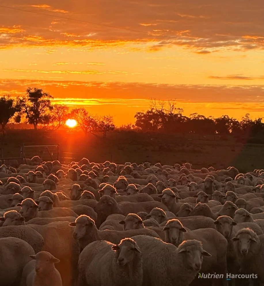 * Magenta Aggregation, Balranald NSW 2715