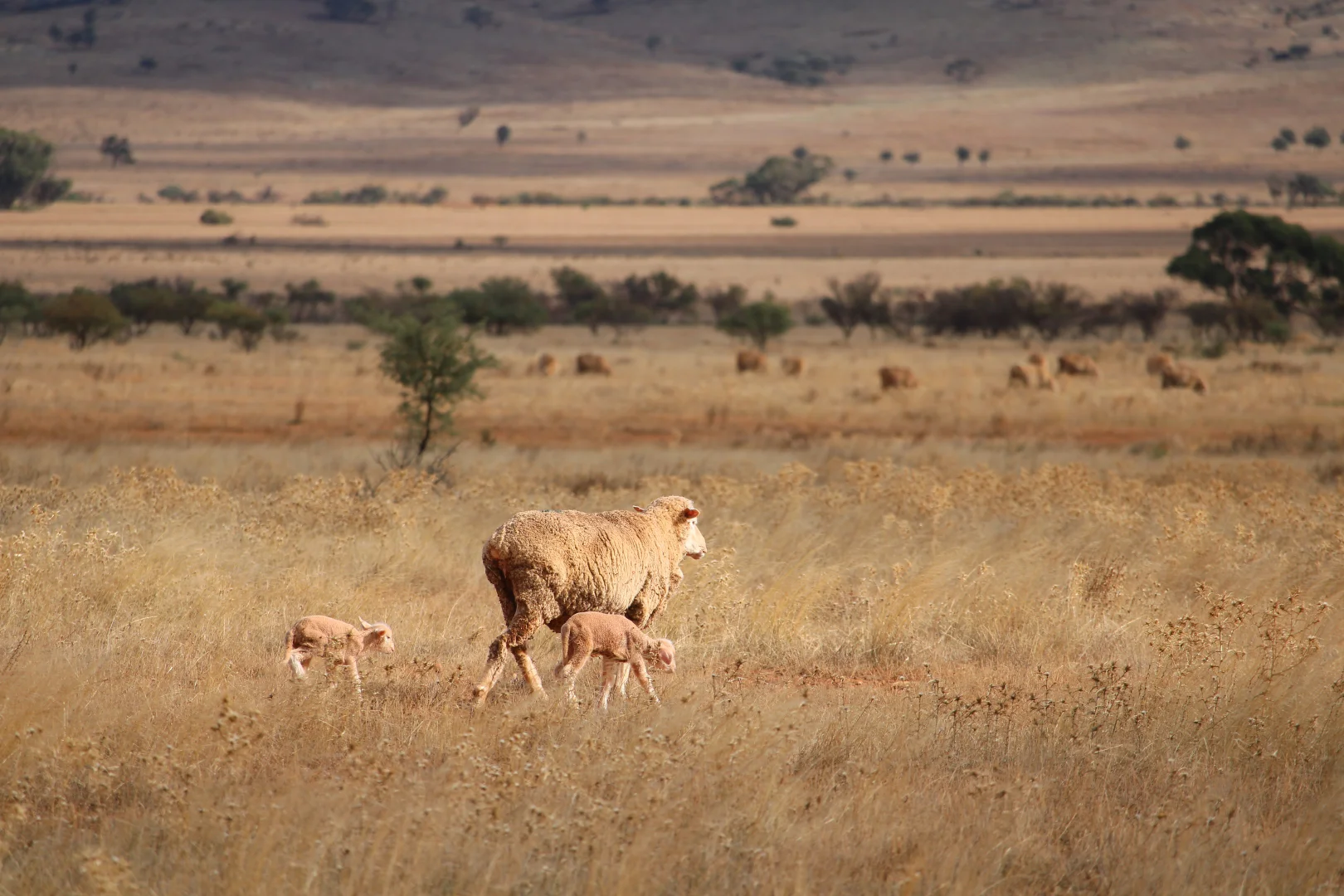 Additional image 19 of "Woodlands" Black Rock Road, Minvalara SA 5422