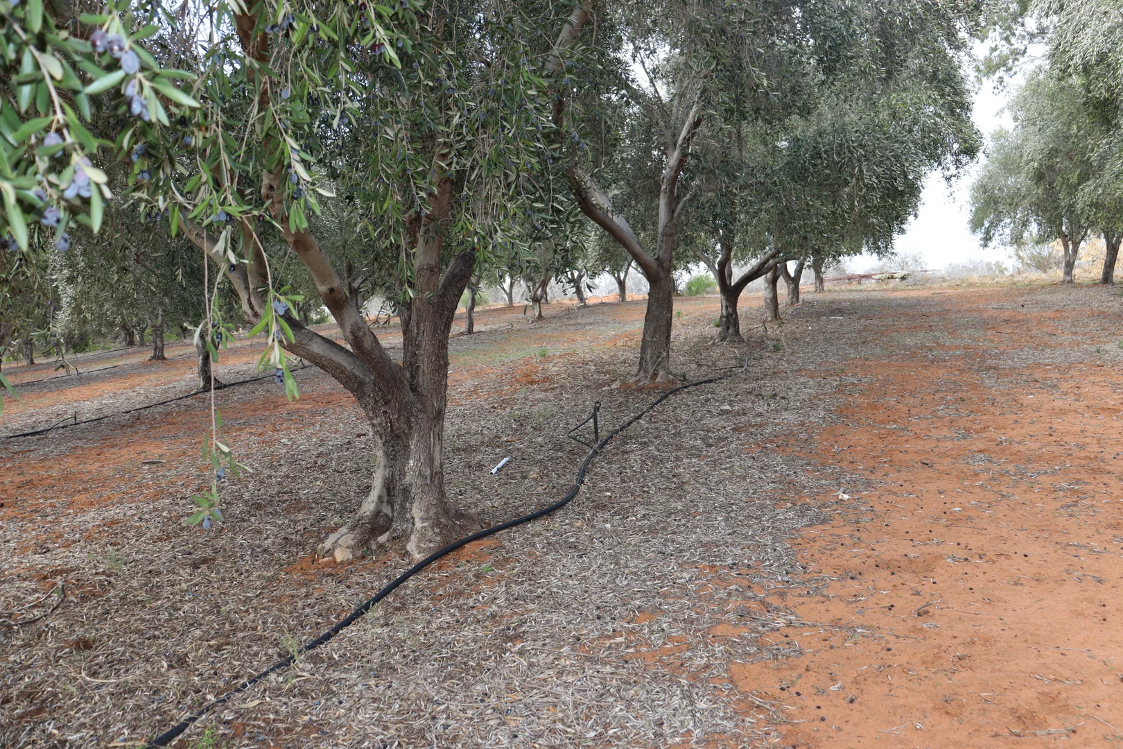 Additional image 35 of 334 Katarapko Crescent, Winkie SA 5343