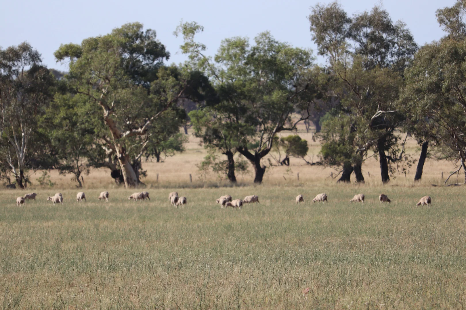 Additional image 19 of 655 Boorr Hill Road, Parkes NSW 2870