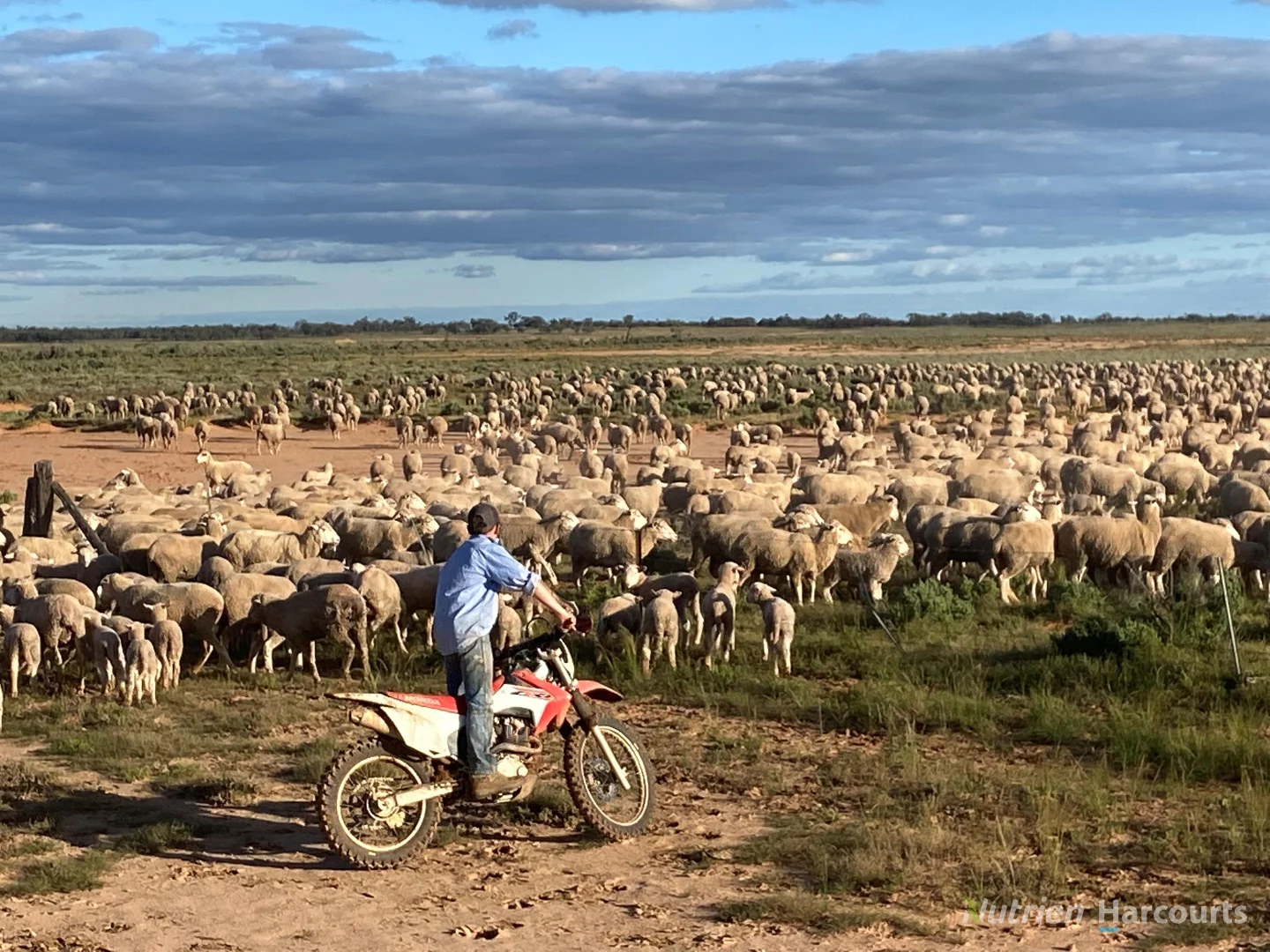Additional image 40 of * Magenta Aggregation, Balranald NSW 2715